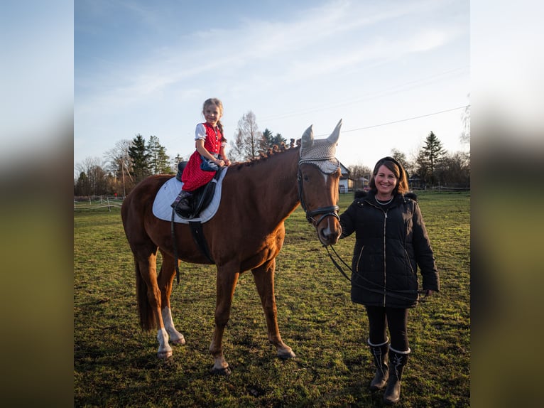 Caballo de deporte alemán Caballo castrado 3 años 171 cm Alazán in München