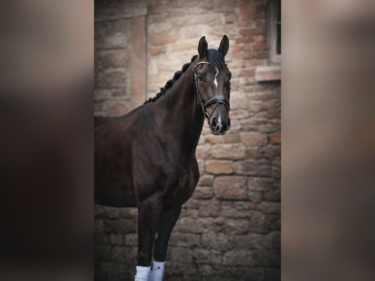 Caballo de deporte alemán Caballo castrado 3 años 171 cm Alazán-tostado in Erlensee