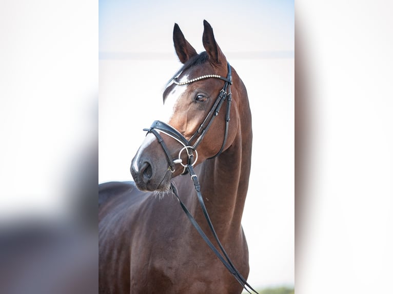 Caballo de deporte alemán Caballo castrado 3 años 171 cm Castaño in Priestewitz