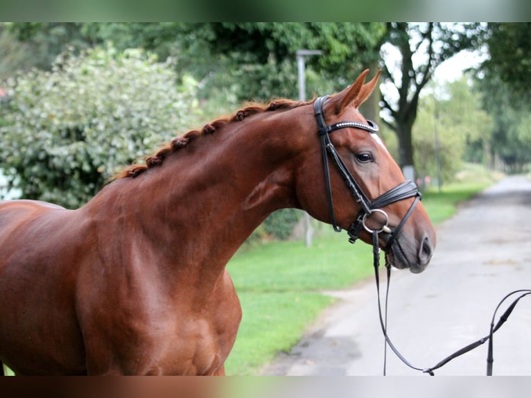 Caballo de deporte alemán Caballo castrado 3 años 172 cm Alazán in Kutenholz