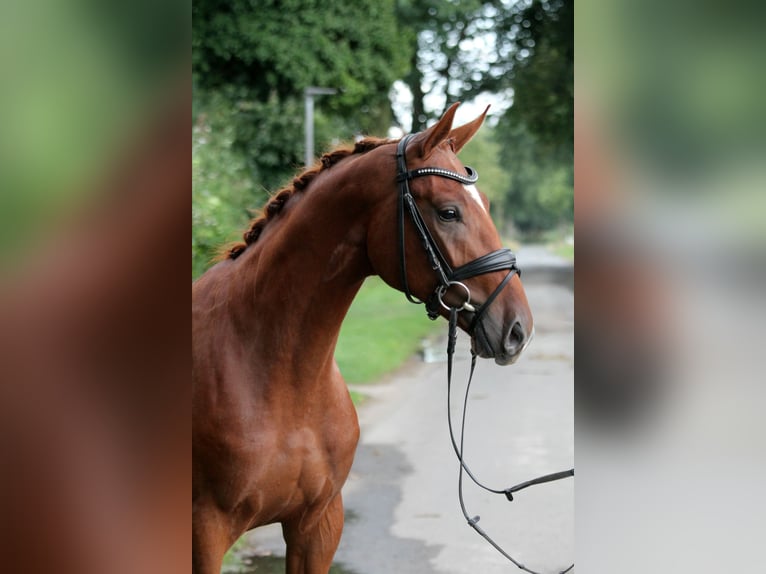 Caballo de deporte alemán Caballo castrado 3 años 172 cm Alazán in Kutenholz