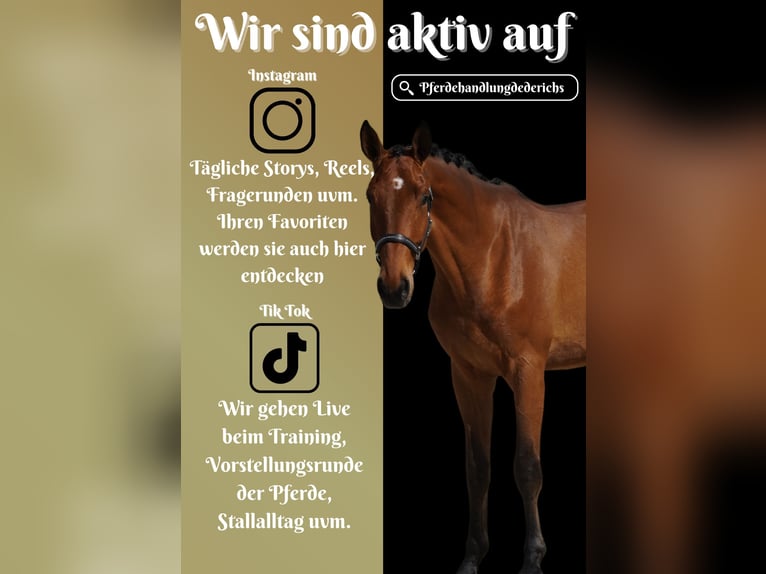 Caballo de deporte alemán Caballo castrado 3 años 172 cm Castaño in Nettersheim