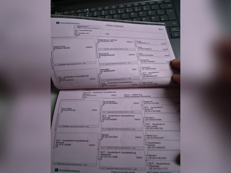 Caballo de deporte alemán Caballo castrado 3 años 173 cm Castaño in Dittersdorf