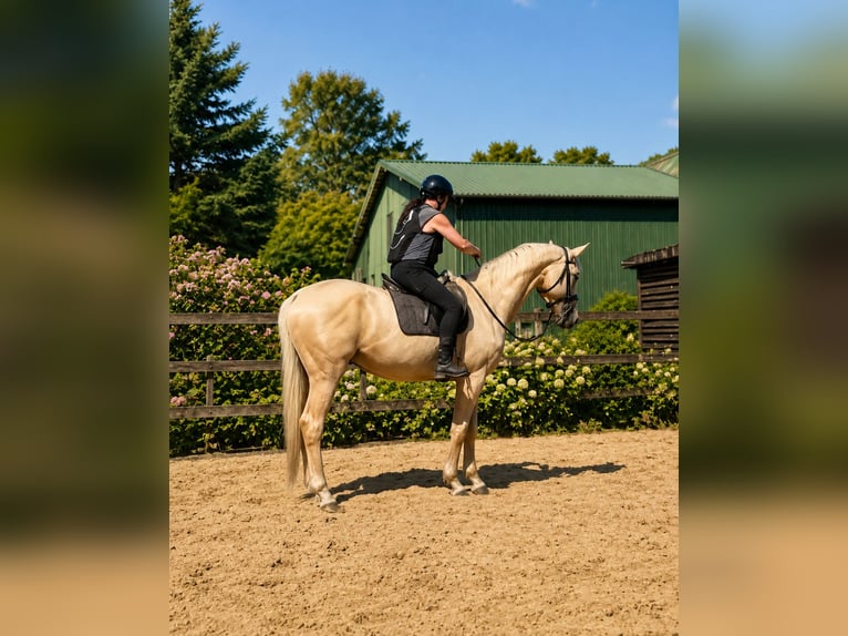 Caballo de deporte alemán Caballo castrado 3 años 173 cm Palomino in Bosau