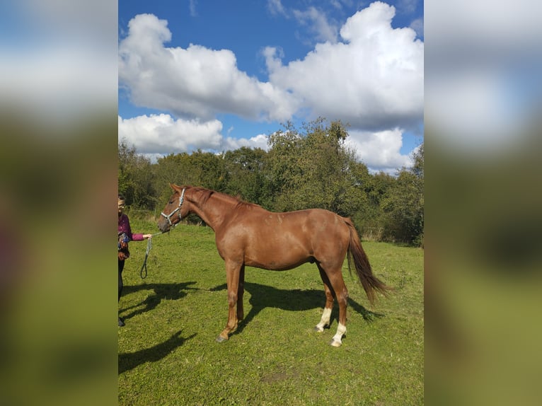 Caballo de deporte alemán Caballo castrado 3 años 174 cm Alazán in Blieskastel