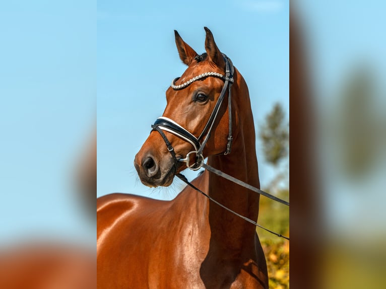 Caballo de deporte alemán Caballo castrado 3 años 174 cm Castaño in Gomadingen