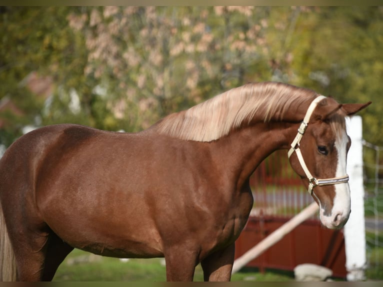 Caballo de deporte alemán Caballo castrado 3 años 174 cm Castaño claro in kecskemét