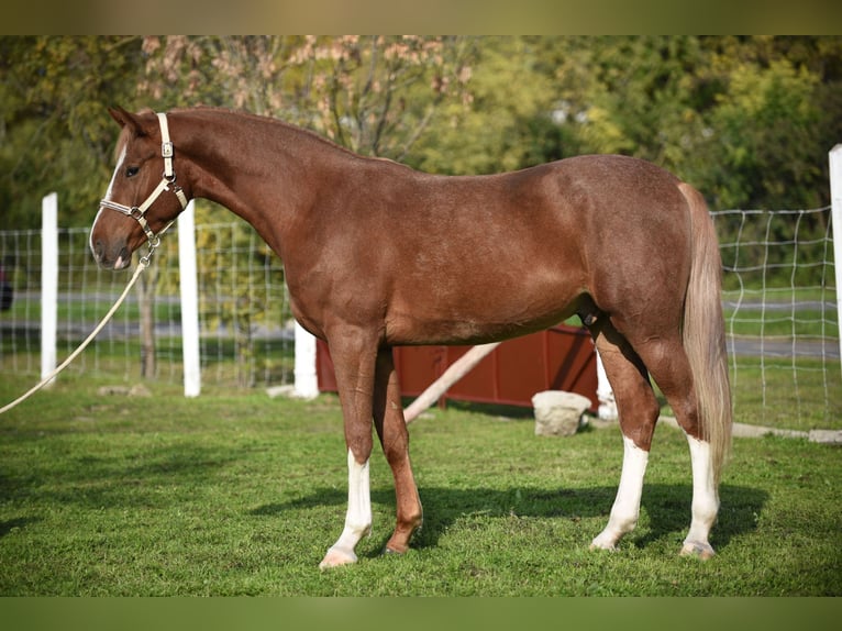 Caballo de deporte alemán Caballo castrado 3 años 174 cm Castaño claro in kecskemét