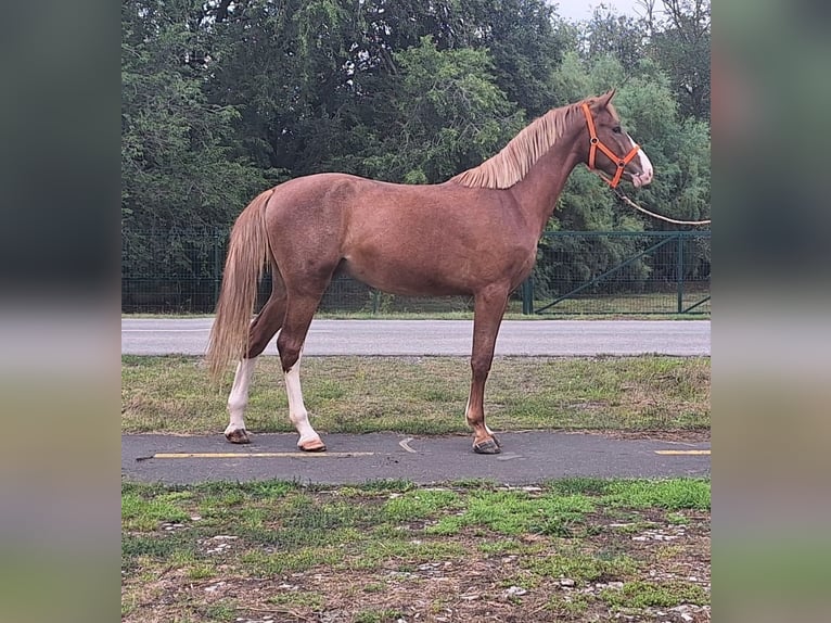 Caballo de deporte alemán Caballo castrado 3 años 174 cm Castaño claro in kecskemét