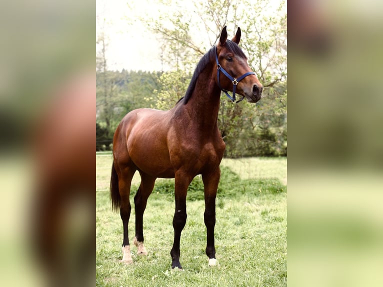 Caballo de deporte alemán Caballo castrado 3 años 175 cm Castaño in Hainfeld bei Fürstenfeld