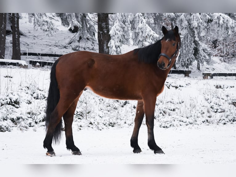 Caballo de deporte alemán Caballo castrado 3 años 175 cm Castaño rojizo in Kłodzko