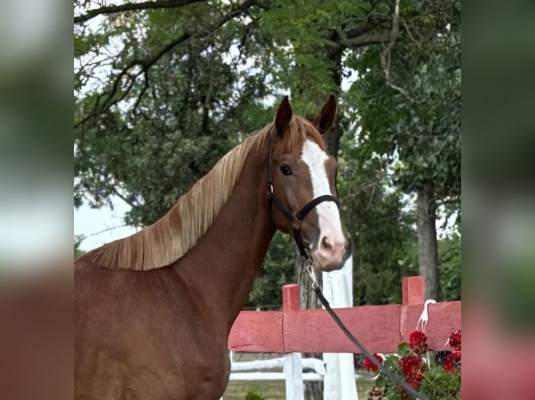 Caballo de deporte alemán Caballo castrado 3 años 176 cm Castaño claro in kecskemét