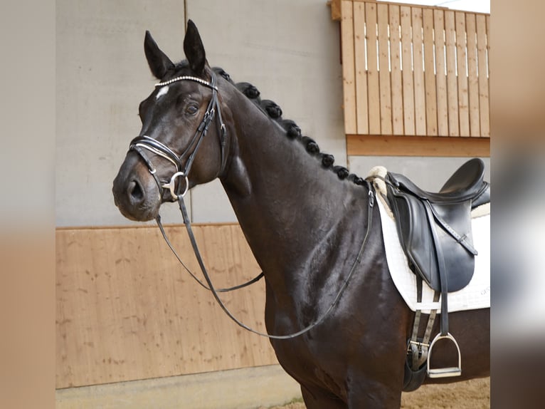 Caballo de deporte alemán Caballo castrado 3 años 176 cm Morcillo in Jengen