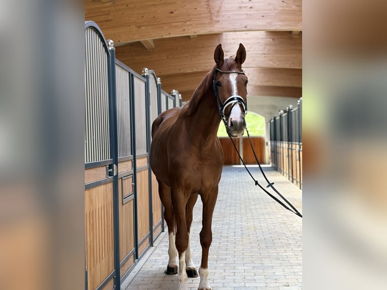 Caballo de deporte alemán Caballo castrado 3 años 178 cm Alazán in Westerheim