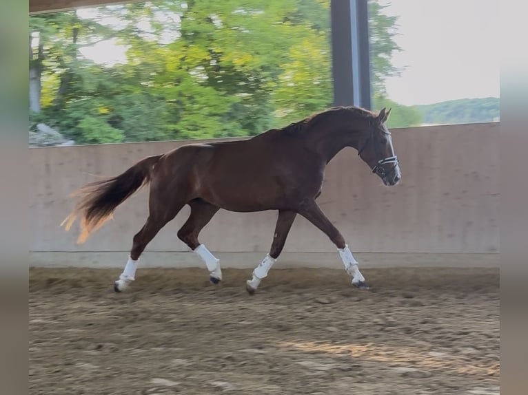 Caballo de deporte alemán Caballo castrado 3 años 178 cm Alazán in Westerheim