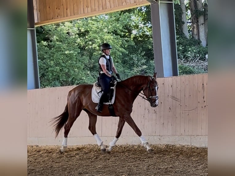 Caballo de deporte alemán Caballo castrado 3 años 178 cm Alazán in Westerheim