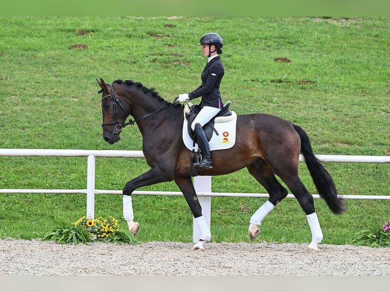 Caballo de deporte alemán Caballo castrado 3 años 178 cm Morcillo in Gomadingen