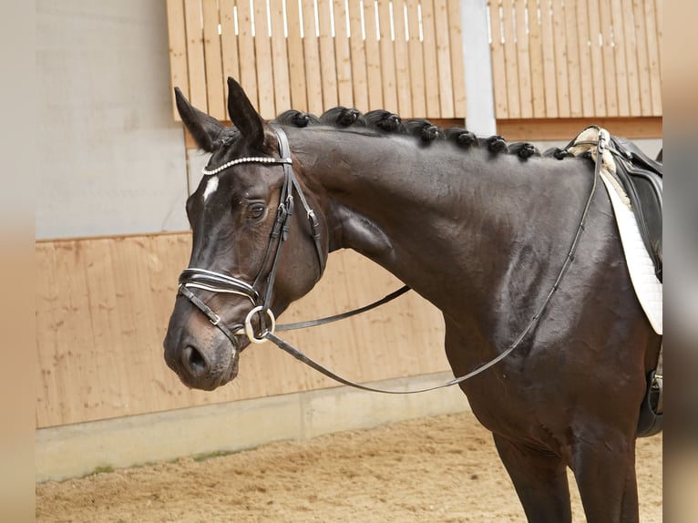 Caballo de deporte alemán Caballo castrado 3 años 179 cm Morcillo in Jengen