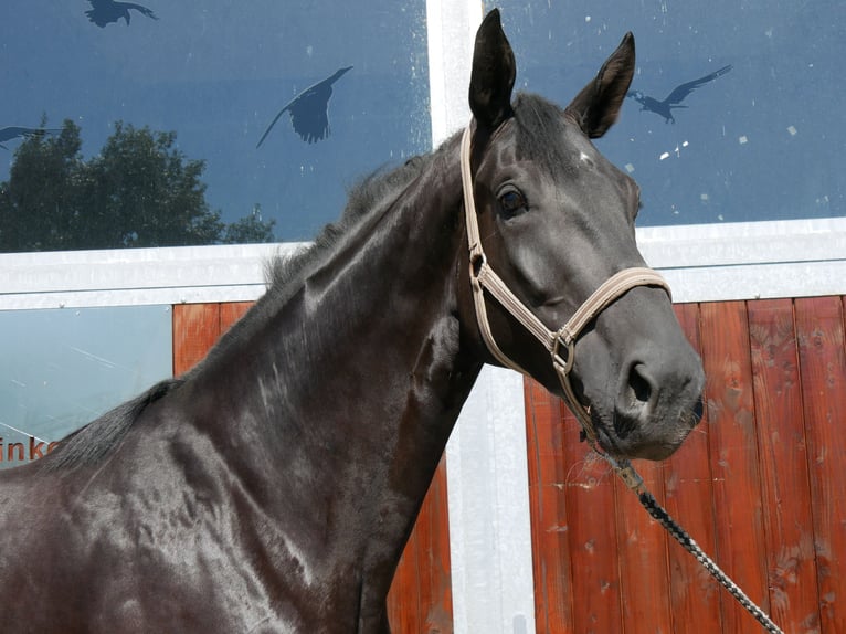Caballo de deporte alemán Caballo castrado 3 años 181 cm  in Dorsten