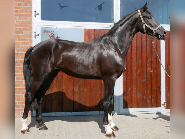Caballo de deporte alemán Caballo castrado 3 años 181 cm  in Dorsten