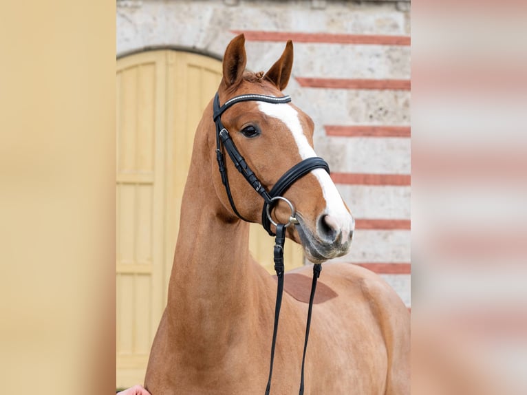 Caballo de deporte alemán Caballo castrado 3 años Alazán in Gomadingen