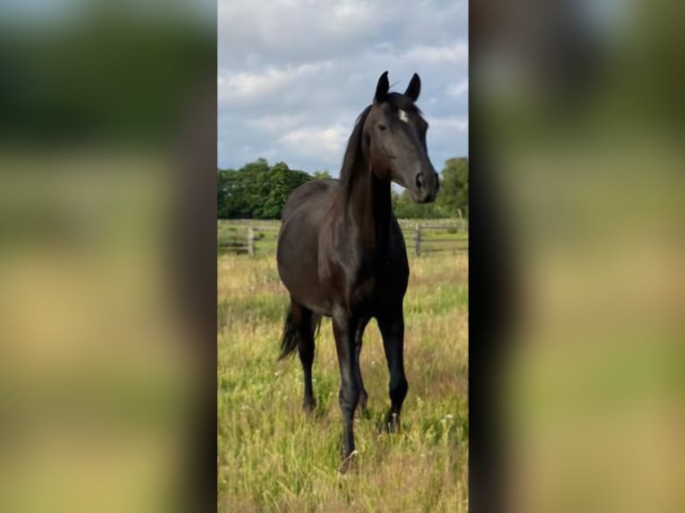 Caballo de deporte alemán Caballo castrado 3 años Castaño oscuro in Bremen
