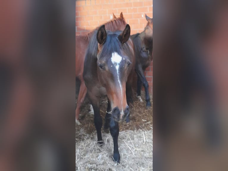 Caballo de deporte alemán Caballo castrado 3 años Castaño oscuro in Bremen