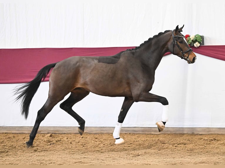 Caballo de deporte alemán Caballo castrado 3 años Castaño oscuro in Gomadingen