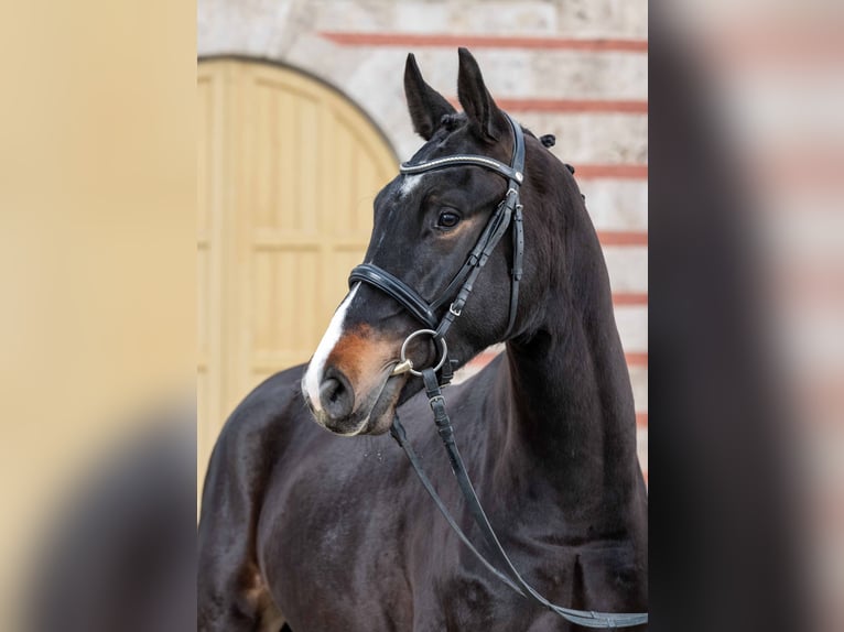 Caballo de deporte alemán Caballo castrado 3 años Castaño oscuro in Gomadingen