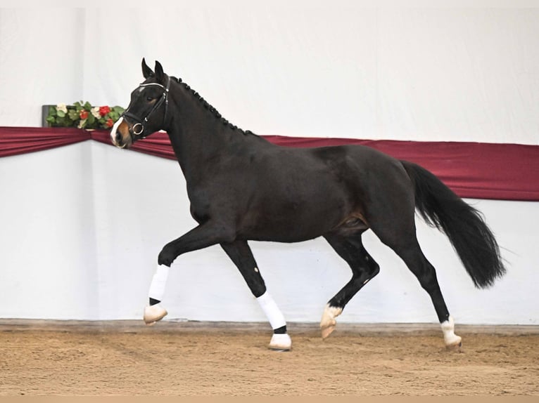 Caballo de deporte alemán Caballo castrado 3 años Castaño oscuro in Gomadingen