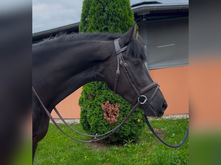 Caballo de deporte alemán Caballo castrado 4 años 153 cm Negro in Durmersheim