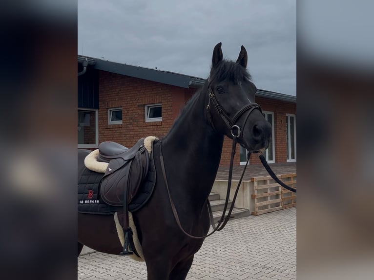 Caballo de deporte alemán Caballo castrado 4 años 153 cm Negro in Durmersheim