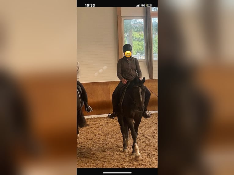 Caballo de deporte alemán Caballo castrado 4 años 156 cm Castaño in Maselheim Caballo de deporte alemán Caballo castrado 4 años 156 cm Castaño in Maselheim