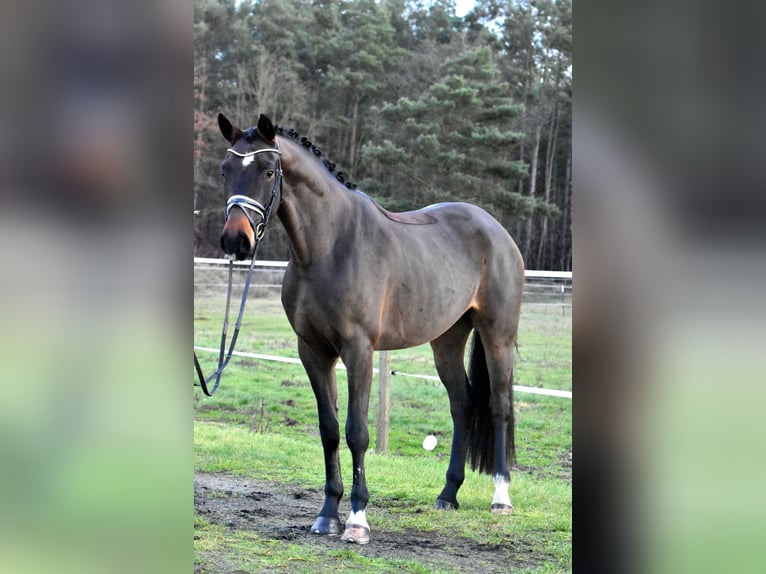 Caballo de deporte alemán Caballo castrado 4 años 158 cm Castaño in Klötze