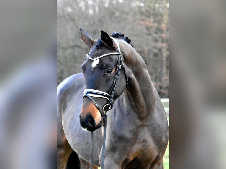 Caballo de deporte alemán Caballo castrado 4 años 158 cm Castaño in Klötze