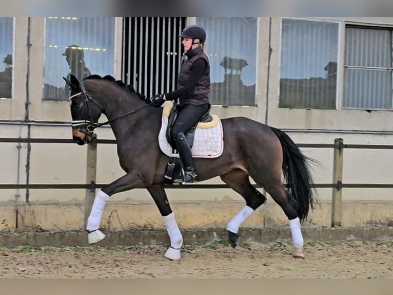 Caballo de deporte alemán Caballo castrado 4 años 158 cm Castaño in Klötze