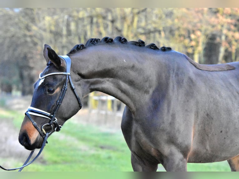 Caballo de deporte alemán Caballo castrado 4 años 158 cm Castaño in Klötze