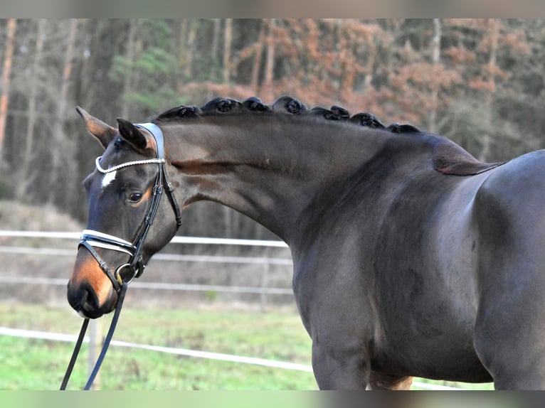 Caballo de deporte alemán Caballo castrado 4 años 158 cm Castaño in Klötze