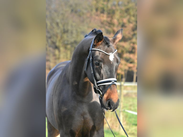 Caballo de deporte alemán Caballo castrado 4 años 158 cm Castaño in Klötze