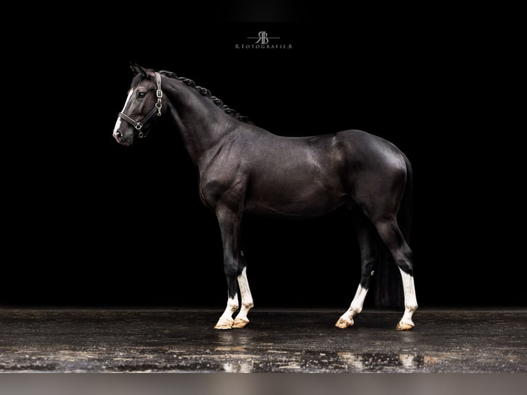 Caballo de deporte alemán Caballo castrado 4 años 158 cm Negro in Wehringen
