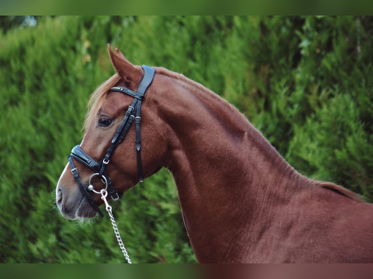 Caballo de deporte alemán Caballo castrado 4 años 160 cm Alazán in Br&#xE9;vonnes