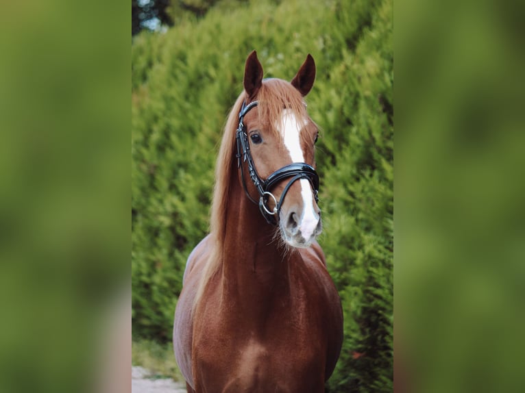 Caballo de deporte alemán Caballo castrado 4 años 160 cm Alazán in Br&#xE9;vonnes