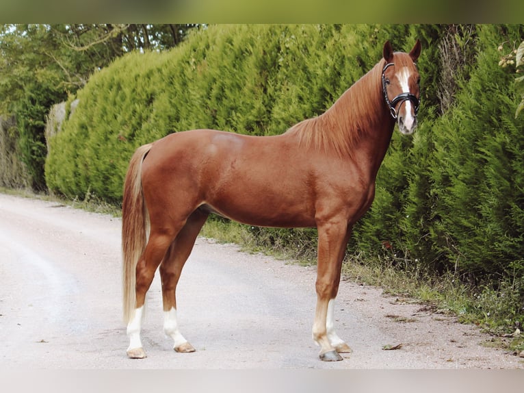 Caballo de deporte alemán Caballo castrado 4 años 160 cm Alazán in Br&#xE9;vonnes