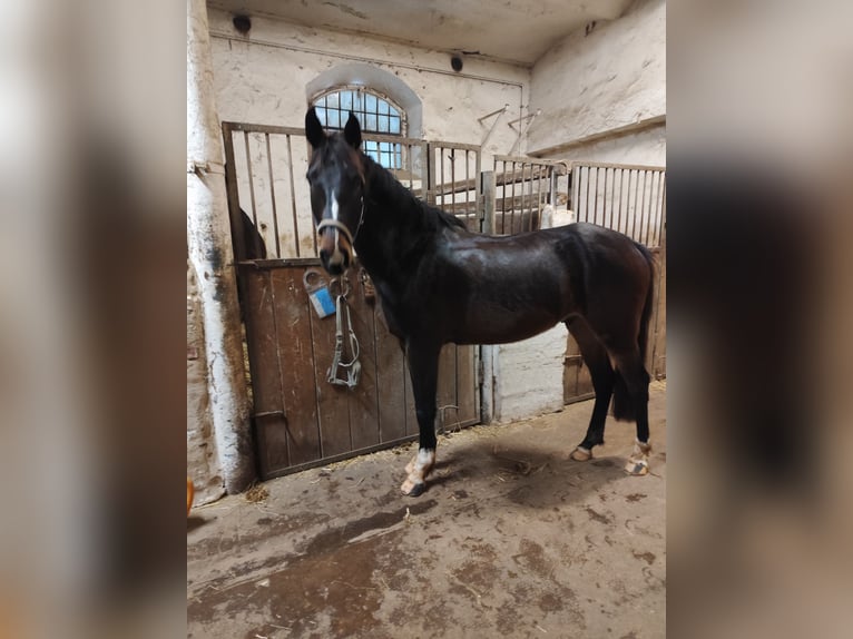 Caballo de deporte alemán Caballo castrado 4 años 160 cm Castaño oscuro in Blankenheim