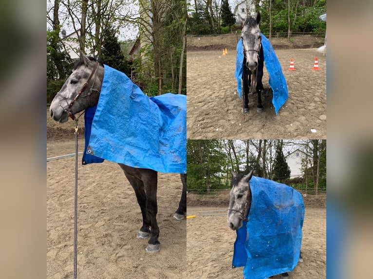 Caballo de deporte alemán Mestizo Caballo castrado 4 años 160 cm Musgo in Reutlingen