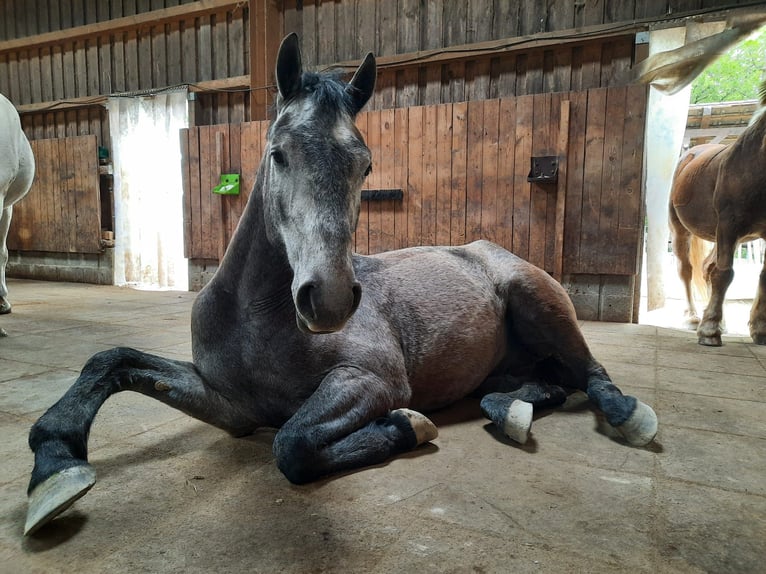 Caballo de deporte alemán Mestizo Caballo castrado 4 años 160 cm Musgo in Reutlingen