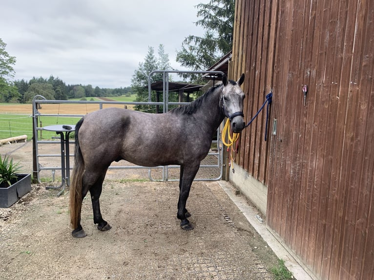 Caballo de deporte alemán Mestizo Caballo castrado 4 años 160 cm Musgo in Reutlingen