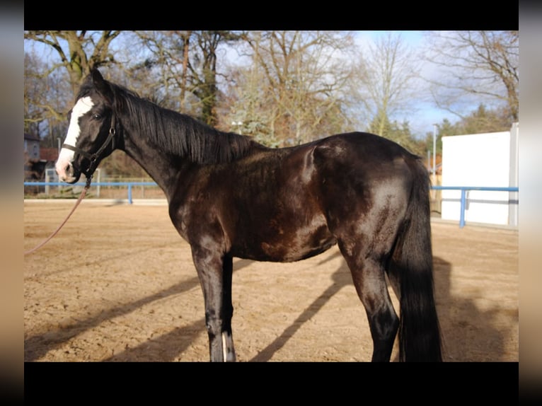 Caballo de deporte alemán Caballo castrado 4 años 160 cm Negro in Hohenbocka