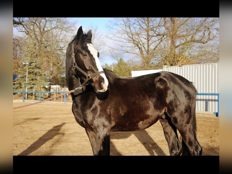 Caballo de deporte alemán Caballo castrado 4 años 160 cm Negro in Hohenbocka
