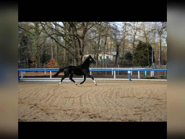 Caballo de deporte alemán Caballo castrado 4 años 160 cm Negro in Hohenbocka